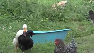 Duck mating big hen in a village [upl. by Elocaj]