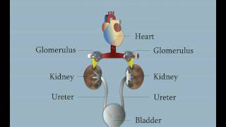 Kidney anatomy [upl. by Ahseit]