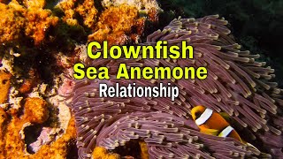 Clownfish Sea Anemone Relationship [upl. by Edithe857]