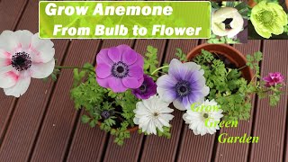 Growing Anemone from Bulb to Flower [upl. by Yaniv545]