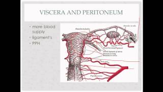 anatomy review  for OB GYN rotation [upl. by Amethist]