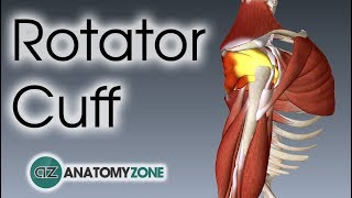 Rotator Cuff  3D Anatomy Tutorial [upl. by David]