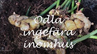 Odla ingefära inomhus [upl. by Cibis]