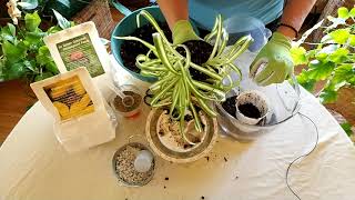 How to Revive a Spider Plant Part 1 [upl. by Pamelina]