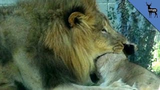 Lion Kills Lioness In Front Of Dallas Zoo Visitors [upl. by Barde]