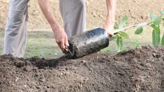 How to plant an avocado tree [upl. by Herminia]