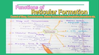 Functions Of Reticular Formation how RF Associates the control of Muscles Respiration etc [upl. by Emalee169]