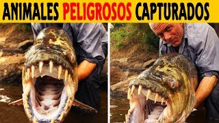 Top 8 monstruos de rió Capturados por Jeremy Wade  SoyCorraje [upl. by Airtemed145]