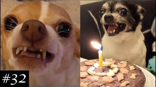 Angry Chihuahuas Compilation 😡🐶 Theyre actually funny [upl. by Remled]