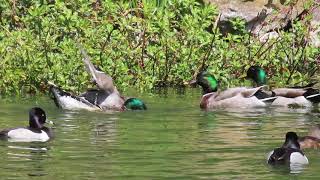 Gays mallard ducks mating [upl. by Zannini187]