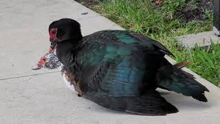 Muscovy ducks mating on a sidewalk [upl. by Dnomsed]