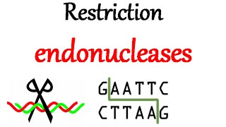 Restriction endonuclease [upl. by Hpseoj]