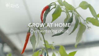 Overwintering chillis  Grow at Home  RHS [upl. by Aissyla]