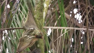 Stunning Footage of a Kubong Gliding Through the Trees [upl. by Yrrej]