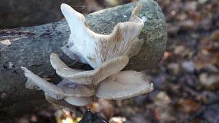 Faire pousser des champignons comestibles [upl. by Krasner]