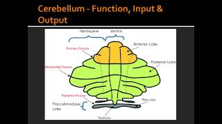 Cerebellum  Function Input amp Output [upl. by Aicetel721]