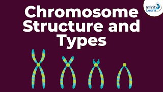 Genetics  Chromosome Structure and Types  Lesson 18  Dont Memorise [upl. by Maxi]