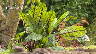 Comment planter de loseille au potager   Truffaut [upl. by Pam]