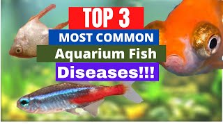 TOP 3 Most Common Aquarium Fish Diseases how to treat them the causes and identify them [upl. by Odlawso]