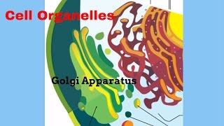 The Golgi Apparatus [upl. by Retseh171]