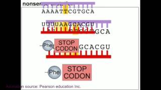 Mutation and DNA repair mechanism animation [upl. by Sparks493]