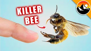 STUNG by a KILLER BEE [upl. by Eustis]