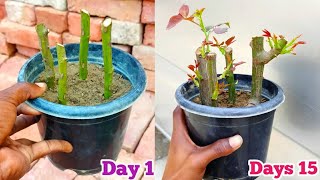 Grow Rose From Cuttings [upl. by Effy]