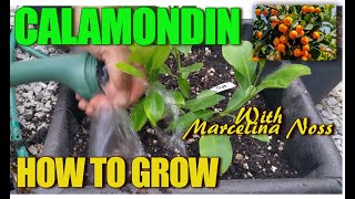 HOW TO GROW CALAMONDIN CITRUS  🍊 Grow Fertilize best soil for blossoms [upl. by Kyla]