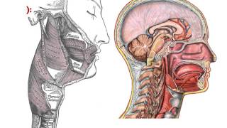 ANATOMIE Anatomie du Pharynx [upl. by Tybalt507]