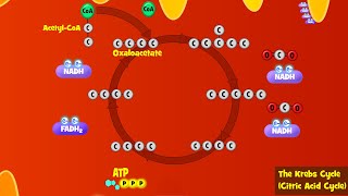 The Krebs Cycle Explained Aerobic Respiration [upl. by Jaehne]