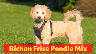 Everything About The Bichon Frise Poodle Mix Poochon  Should you get a Poochon [upl. by Ssyla406]