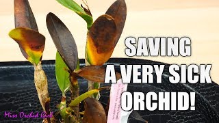 Saving a rotting Orchid  Cattleya with transport damage [upl. by Gowrie]