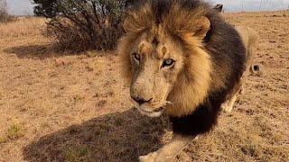 The Real Lion King  Bobcat  The Lion Whisperer [upl. by Mathew]