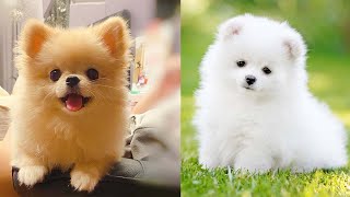 Cutest Teacup  Pomeranian Puppies Compilation 1 [upl. by Tanny]