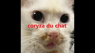 Le coryza ou grippe du chat [upl. by Anes]