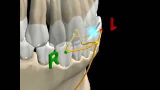 MANDIBULAR MOVEMENTS  2 [upl. by Alleram554]