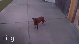 Owner Tells Dog To Go Back Inside Via Spotlight Cam  RingTV [upl. by Cavit806]