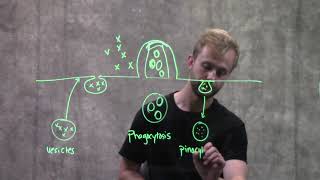 Endocytosis and Exocytosis [upl. by Kumar]