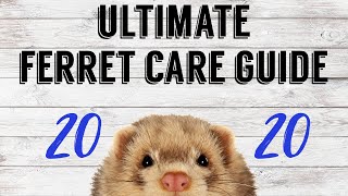 ULTIMATE FERRET CARE GUIDE 2020  Pazuandfriends [upl. by Eidurt]