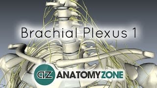 Levator Scapulae Shoulder Series Part 3 3D Animation [upl. by Schlicher]