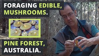 Foraging EDIBLE MUSHROOMS in Australia [upl. by Allyn589]