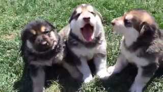 Crying German Shepherd puppies [upl. by Trefler13]