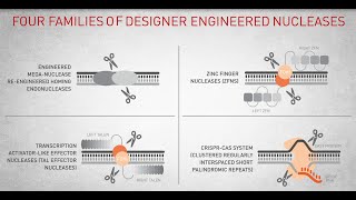 Genome Editing with engineered nucleases [upl. by Querida187]