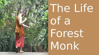 The Life of a Forest Monk [upl. by Egan455]