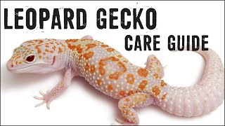 LEOPARD GECKOS Care Guide for Beginners [upl. by Adnuhsed49]