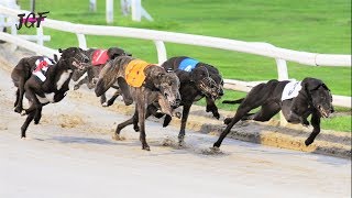 Greyhound running  Track race [upl. by Adnah]