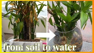 LUCKY BAMBOO  Transferring From Soil to Water  Dracaena Sanderiana Indoor Houseplant [upl. by Yahs]