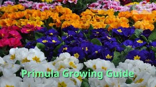 Primula Growing Guide Cowslip by GardenersHQ [upl. by Manus]