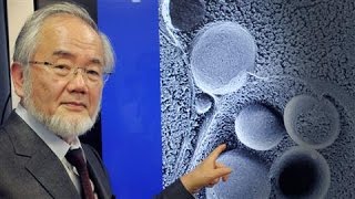 SelfEating Cell Research Wins Nobel in Medicine [upl. by Hairahs962]