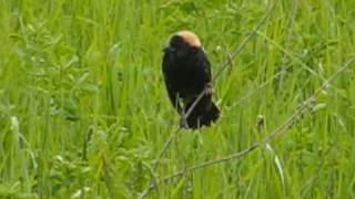 Bobolink Singing [upl. by Cristi677]